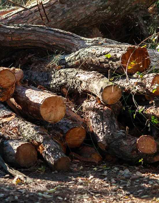 Professional tree removal and stump grinding services in Central Florida to improve property safety and curb appeal.