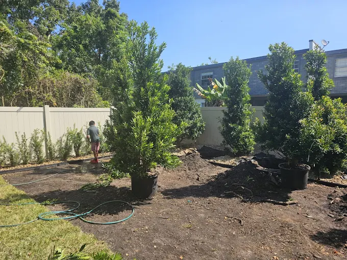 Landscaping crew planting large privacy trees in backyard