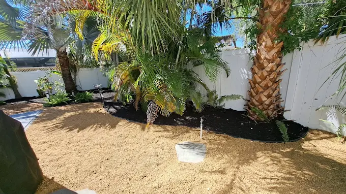 Tropical backyard landscaping with black mulch, ferns, and large palm trees