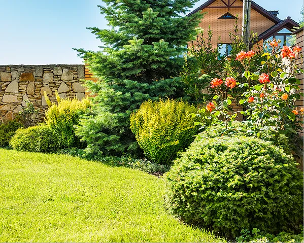 Backyard landscaping improvement project featuring clean edging and ornamental plants in Orange County