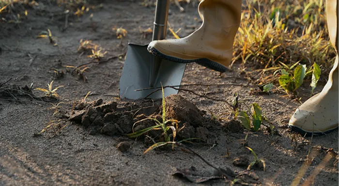 florida -  friendly landscaping for lakefront and sloped Properties