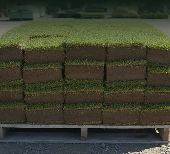 Close-up of healthy, green turf as part of our comprehensive sod installation and maintenance FAQ.