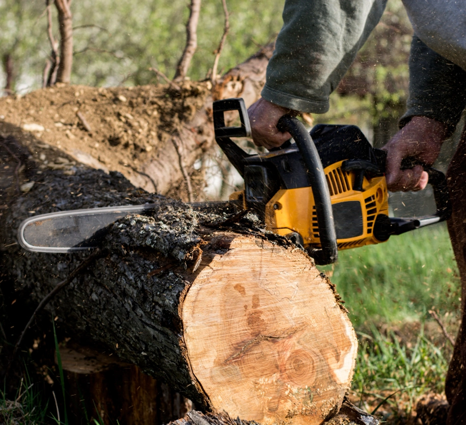 A professional tree service team performing precision cutting and site cleanup to ensure property safety in Central Florida.