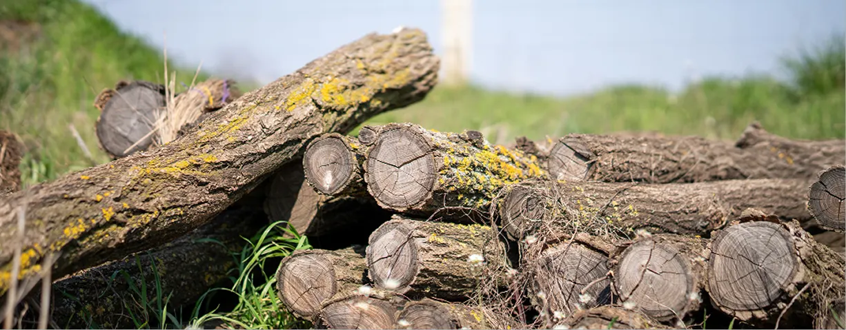 Tree Work & Stump Grinding