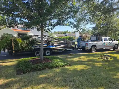 Palm trees delivered to a Sanford front yard ready for planting
