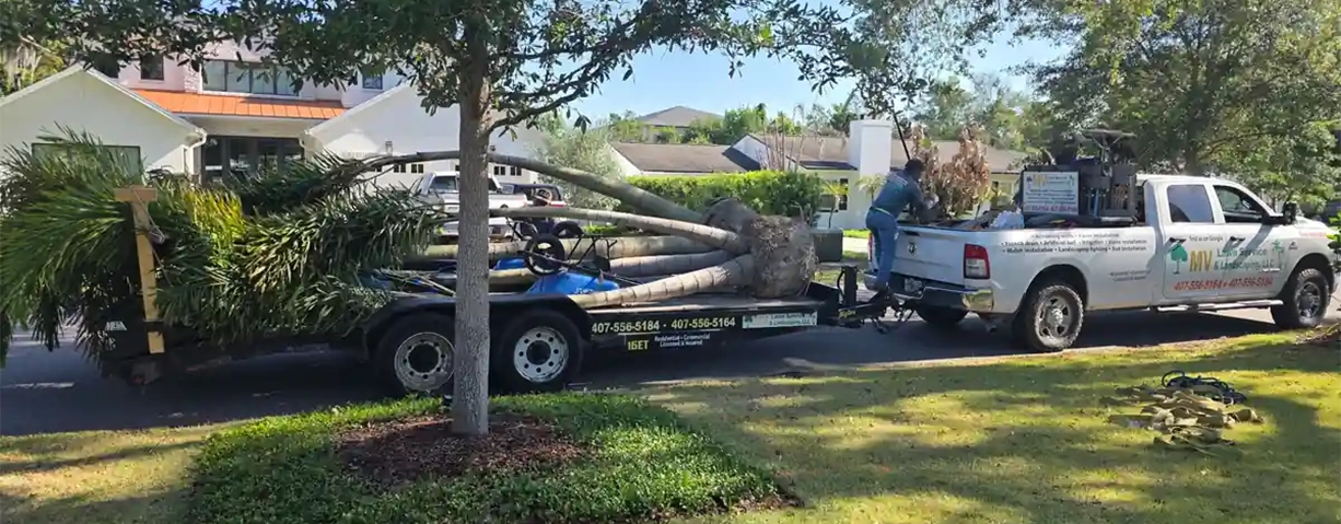 Professional tree delivery for a front yard landscape design project in Sanford, Central Florida, featuring a newly brought-in young tree.